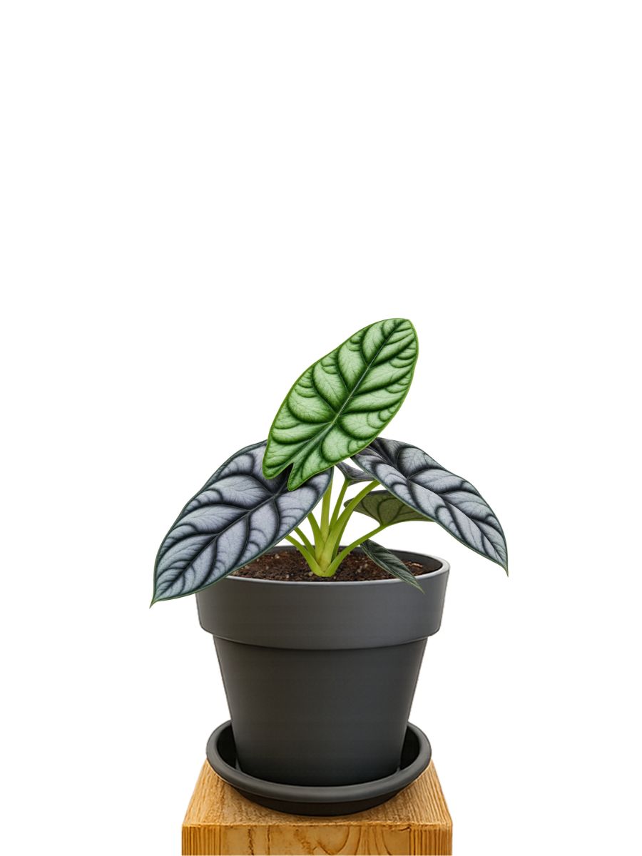 Kit de plantation 18 Anthracite